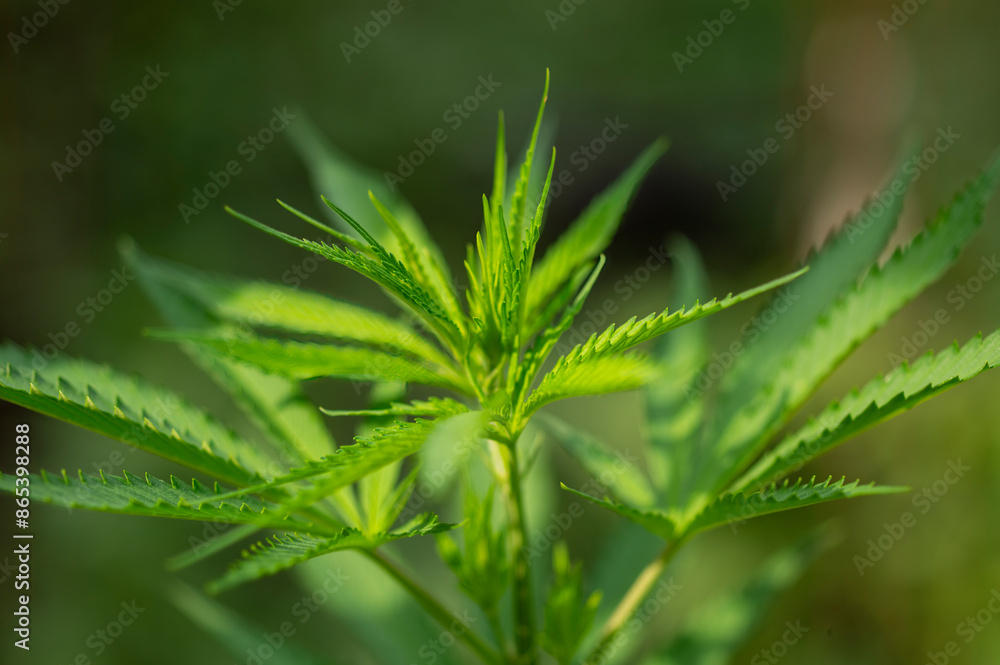 wild cannabis growing in nature. marijuana green background wild cannabis growing in nature. marijuana green background