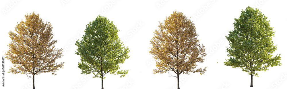 Set of street medium summer and autumn various trees frontal isolated png on a transparent background perfectly cutout Set of street medium summer and autumn various trees frontal isolated png on a transparent background perfectly cutout