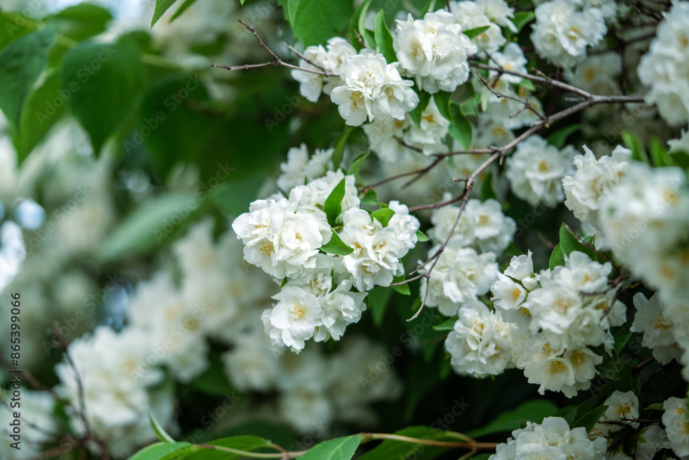 White flowers Philadelphus coronarius in garden in early summer closeup, soft focus. Scented ornamental English dogwood or European pipe shrub, known as sweet mock orange. White flowers Philadelphus coronarius in garden in early summer closeup, soft focus. Scented ornamental English dogwood or European pipe shrub, known as sweet mock orange.