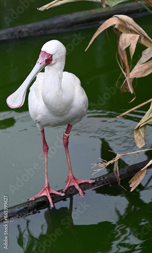 An african spoonbill in a pond photo