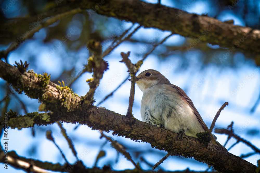 a spotted flycatcher female , muscicapa striata, perching on a pine at a summer morning a spotted flycatcher female , muscicapa striata, perching on a pine at a summer morning
