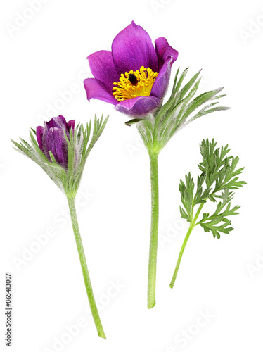 Quadro su tela Purple pasque flower with a bud, transparent background