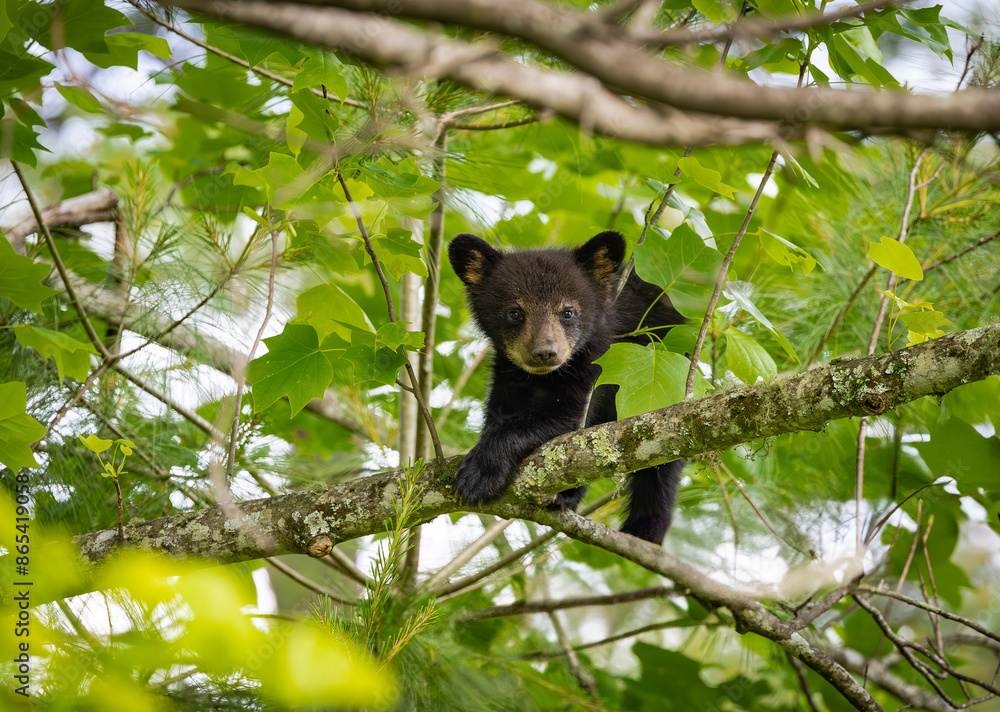 Obraz premium Baby Black Bears in the trees at Cades Cove National Park in Tennessee.