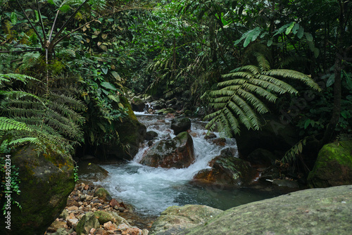 Pristine River Flowing Through Lush Green Forest