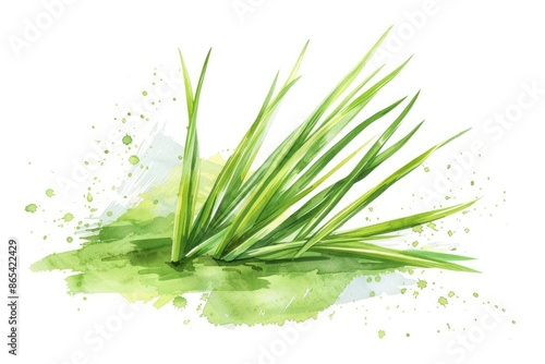 Vibrant Lemongrass Plant and Slices. Watercolor Handmade Illustration on White Background