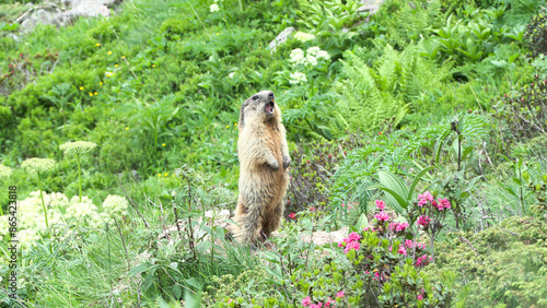 Marmotta delle Alpi (Marmota marmota) Marmotta delle Alpi