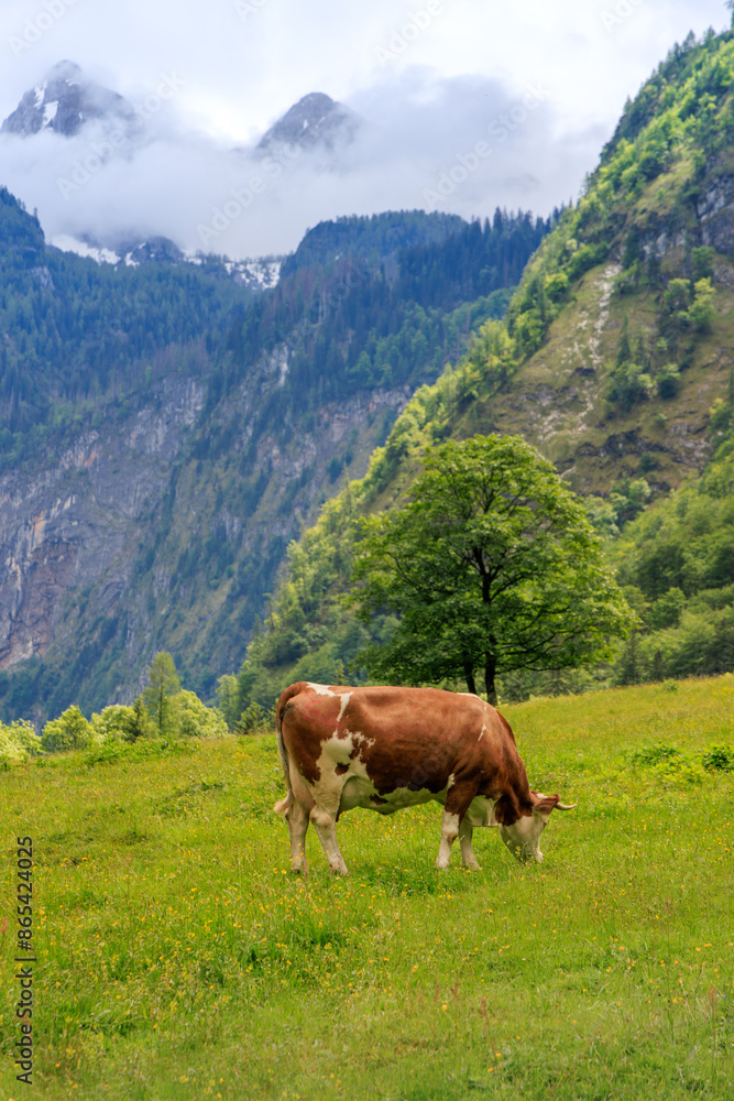 A cow is grazing in a field with mountains in the background A cow is grazing in a field with mountains in the background
