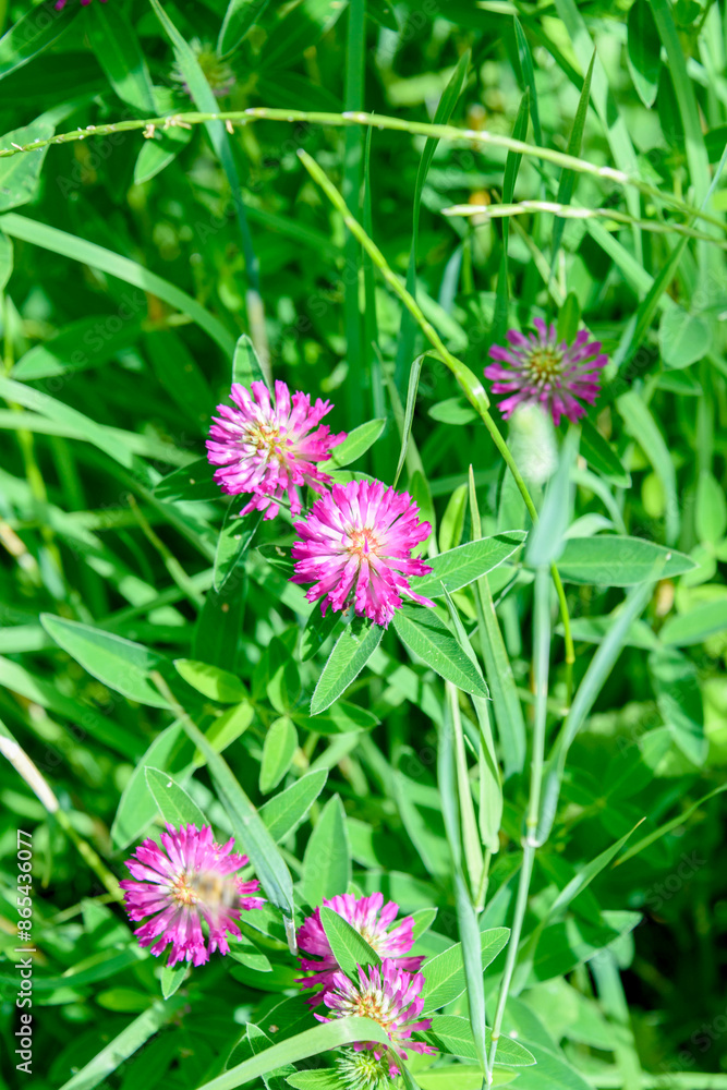 Clover meadow lat. Trifolium pratense against a background of green grass. Clover meadow lat. Trifolium pratense against a background of green grass.