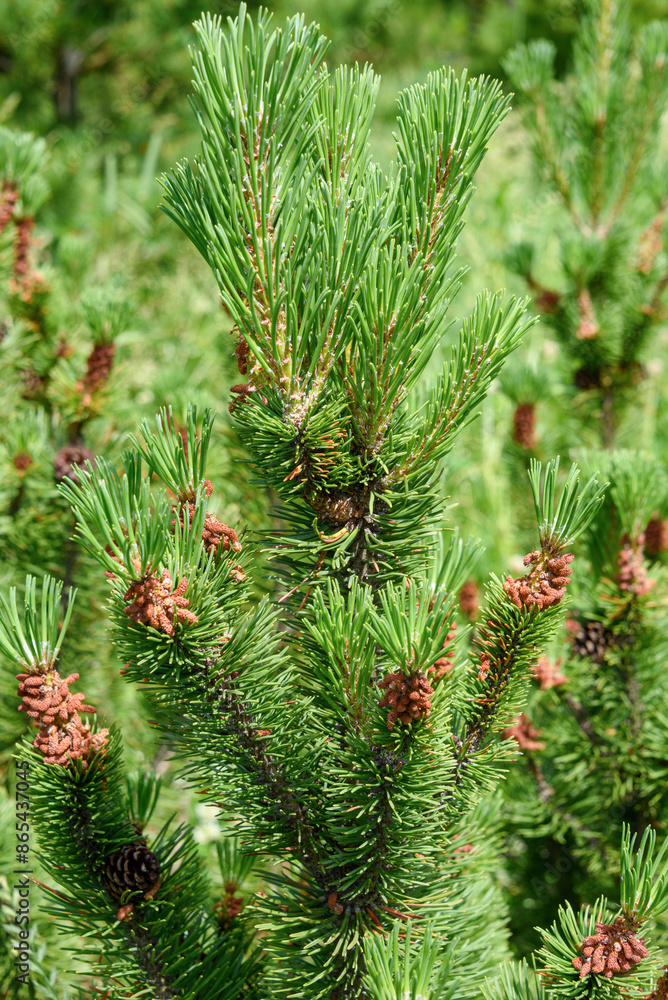 Forming new pale red pine cones on the branches of a green pine tree. Forming new pale red pine cones on the branches of a green pine tree.