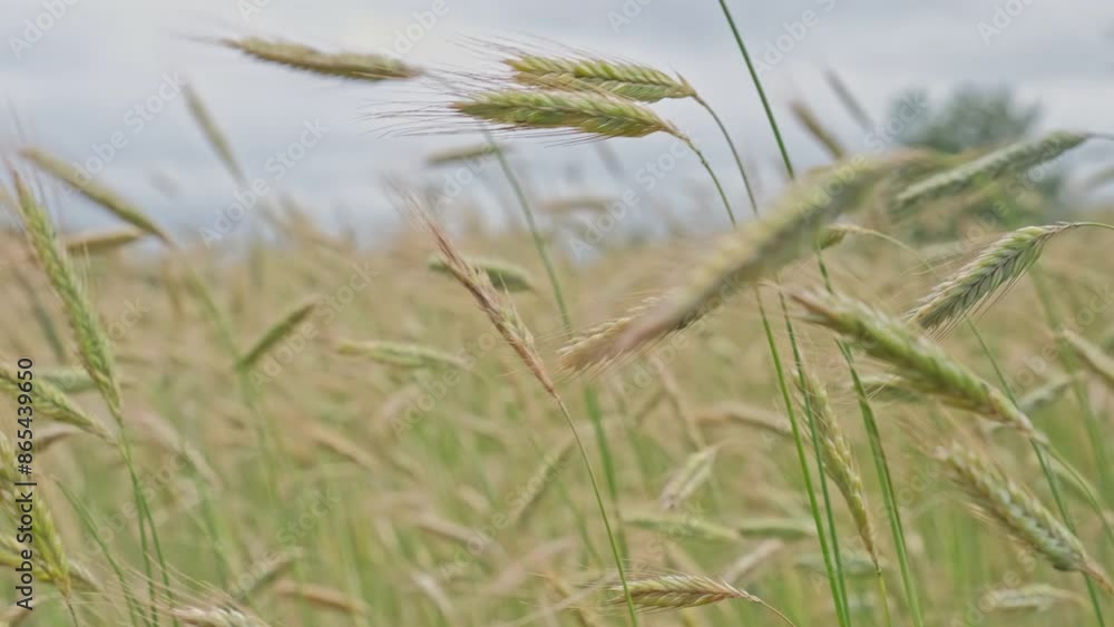 Green Unripe Wheat Secale Ears Swaying Wind before Harvest Season Green Unripe Wheat Secale Ears Swaying Wind before Harvest Season