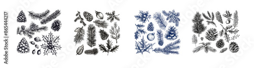 Sketch of a spruce tree branch. Christmas plants of fir branches, pine cones, berries and boxwood, with hand drawn elements in a vintage engraving style. A sketch of a spruce tree branch with berries