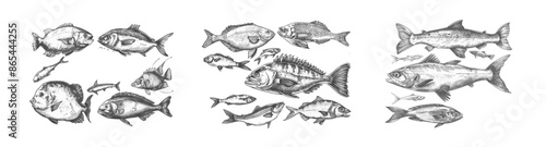 Fish sketch. Hand drawn trout, carp, tuna, herrings and flounders, anchovies and dorado. Freshwater and ocean fishes, food and fishing sport concept.