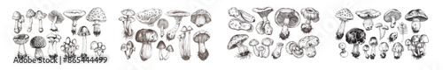 Sketch design for menu, label or packaging with edible mushroom morel, truffle, champignon, trumpet. Organic vegetarian product food drawn by hand.