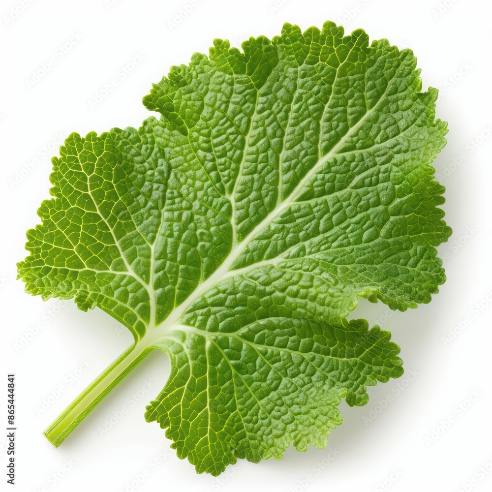 A vibrant mustard leaf with its frilled edges and bright green color, isolated on a pristine white background A vibrant mustard leaf with its frilled edges and bright green color, isolated on a pristine white background