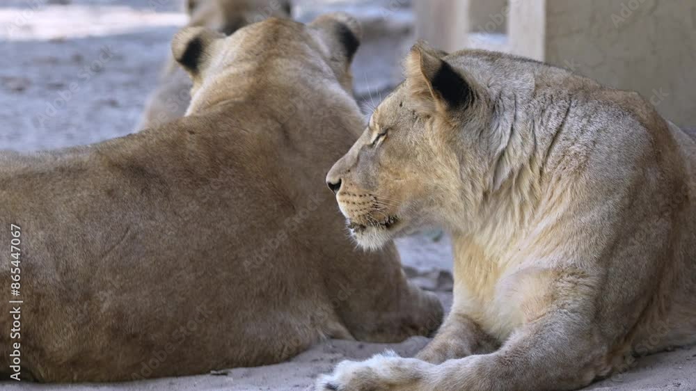 Close-Up African Lion in the zoo lying down stock footage in good quality Close-Up African Lion in the zoo lying down stock footage in good quality