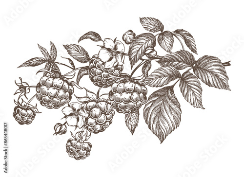 Raspberry branch, hand drawn black and white graphic vector illustration. Farm berries in engraving style. For packaging, labels or menus.