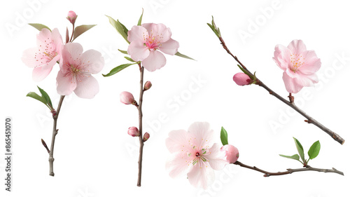 Set of realistic pink almond blossom with buds. Isolated on transparent background.