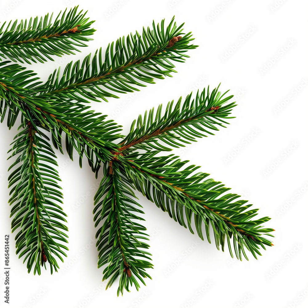 A lush green Christmas tree branch with needles, isolated on a white background. Ideal for holiday designs and seasonal decorations. A lush green Christmas tree branch with needles, isolated on a white background. Ideal for holiday designs and seasonal decorations.