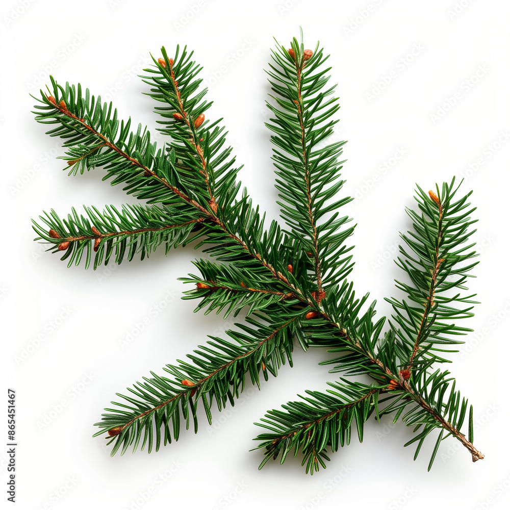 A lush green Christmas tree branch with needles, isolated on a white background. Ideal for holiday designs and seasonal decorations. A lush green Christmas tree branch with needles, isolated on a white background. Ideal for holiday designs and seasonal decorations.