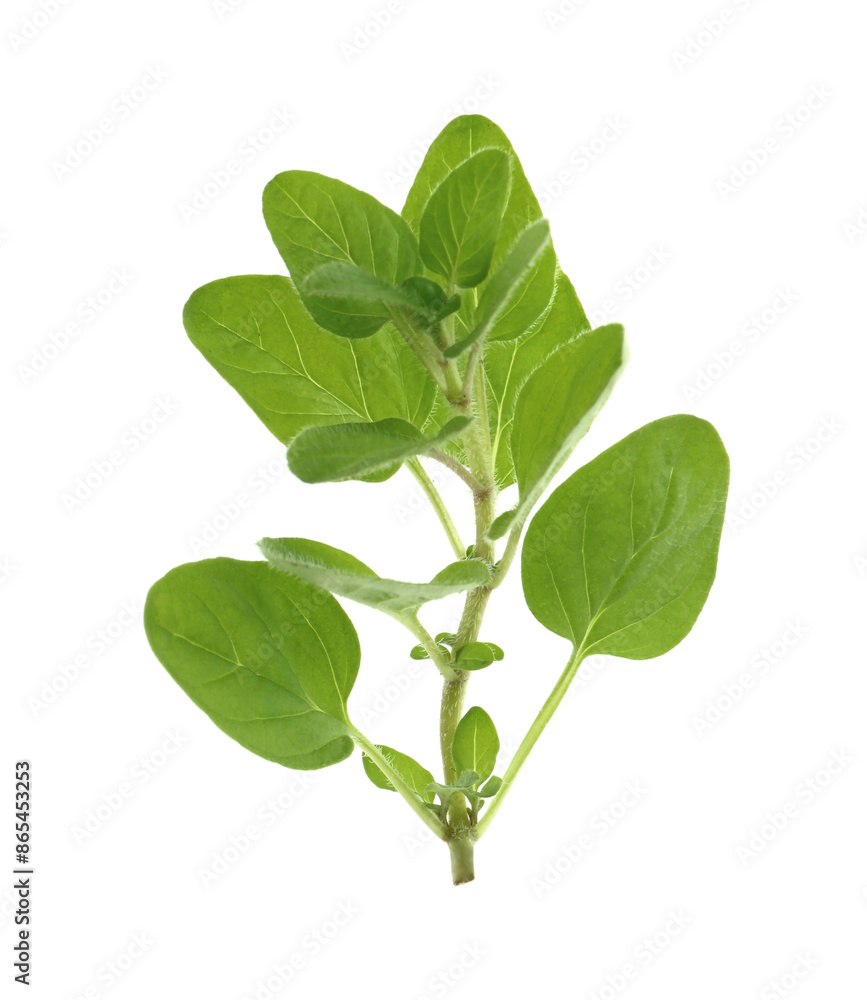 Obraz premium Sprig of fresh green oregano isolated on white