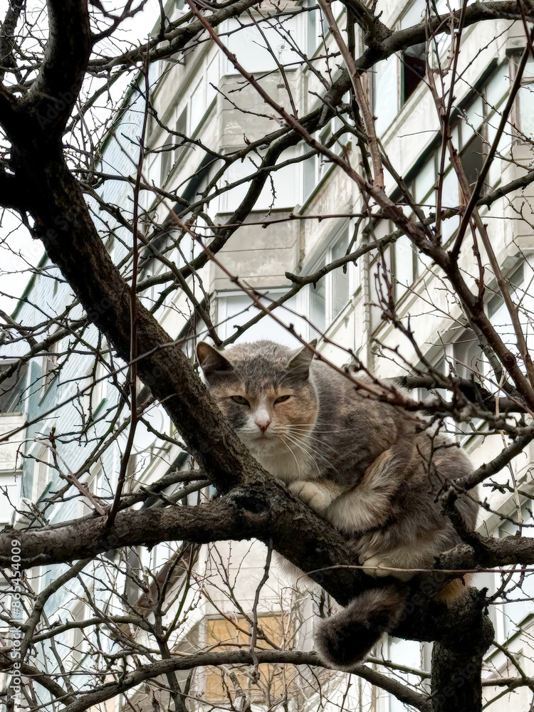 The cat climbed up and sits on a tree among the branches in the middle of the city The cat climbed up and sits on a tree among the branches in the middle of the city