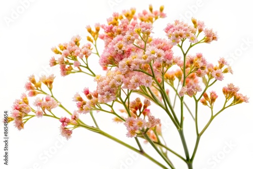 Delicate twig of coral limonium flowers with soft pink petals and yellow centers isolated on a clean white background, perfect for floral designs.