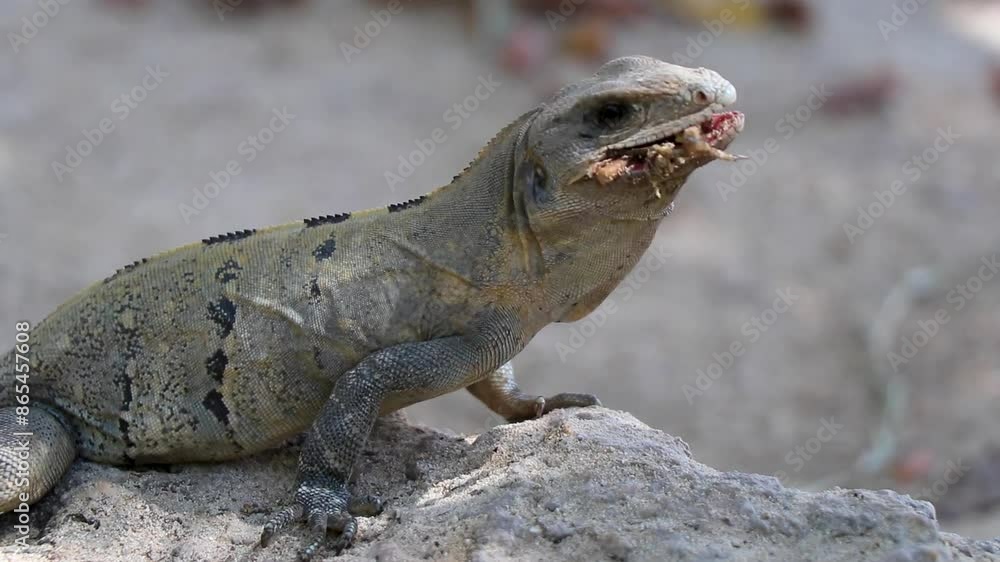 Iguana sits on rock eats animal insect in Mexico. Iguana sits on rock eats animal insect in Mexico.