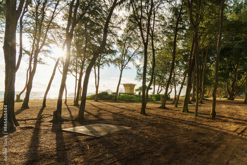 The sun shines through trees on the beach, illuminating the natural landscape The sun shines through trees on the beach, illuminating the natural landscape
