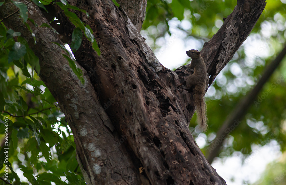 Squirrel on a dead tree in Squirrel on a dead tree in