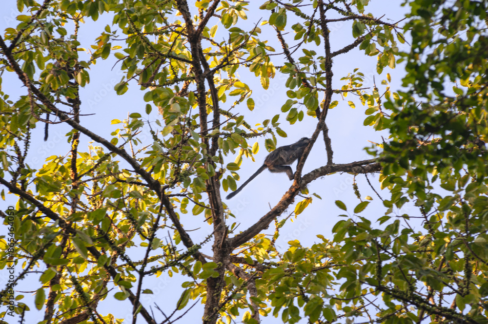 Primate Trachypitecus Auratus in a large tree full of fruits against the blue sky in Primate Trachypitecus Auratus in a large tree full of fruits against the blue sky in