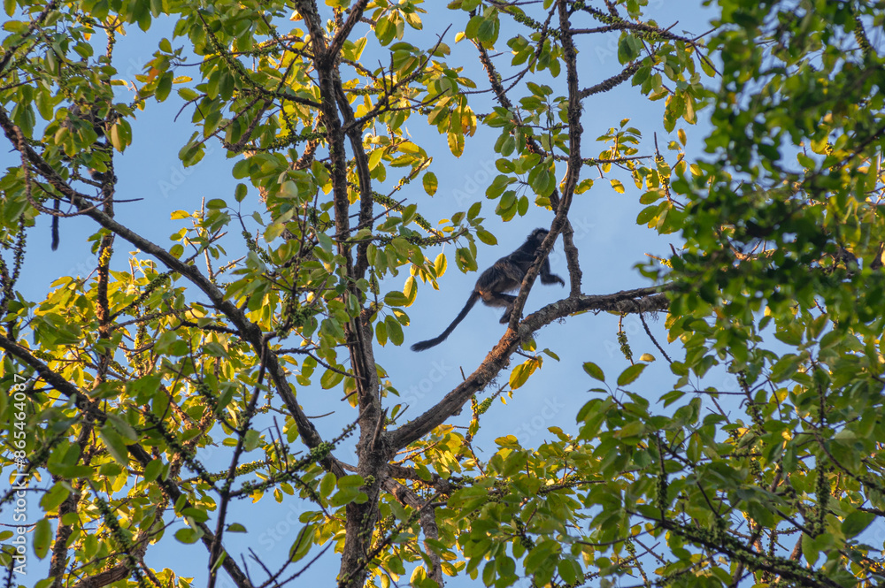 Primate Trachypitecus Auratus in a large tree full of fruits against the blue sky in Primate Trachypitecus Auratus in a large tree full of fruits against the blue sky in