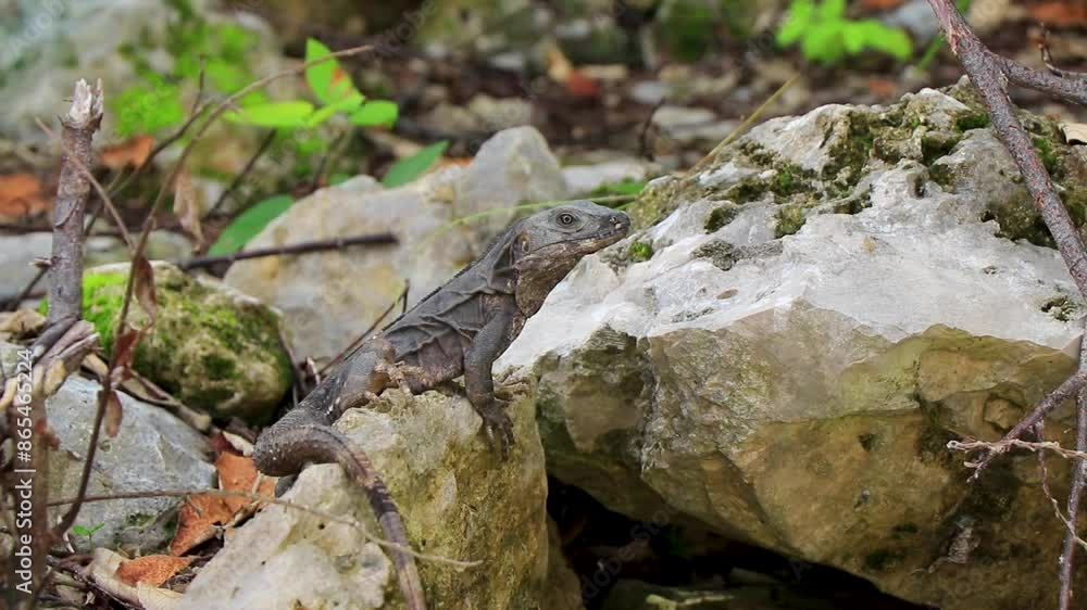 Iguana sits on rock in tropical jungle forest nature Mexico. Iguana sits on rock in tropical jungle forest nature Mexico.