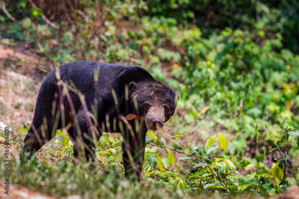 Malayan Sun Bear is the smallest bear in the world