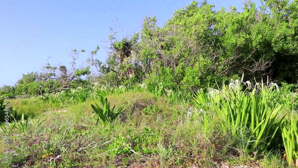 Caribbean beach nature palm trees plant jungle forest nature Mexico. Caribbean beach nature palm trees plant jungle forest nature Mexico.
