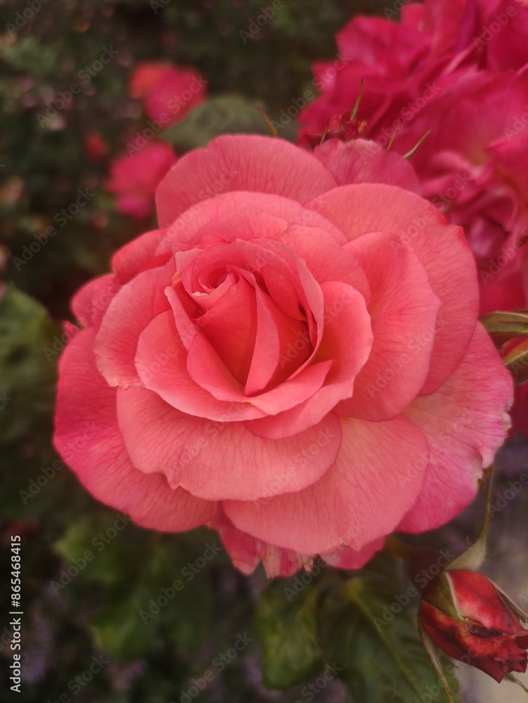 A close-up photo of a delicate pink rose in full bloom A close-up photo of a delicate pink rose in full bloom