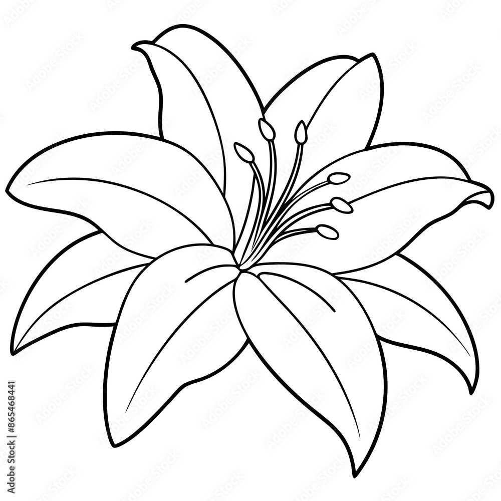 white lily isolated on white white lily isolated on white