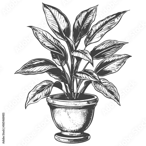 ornamental plants in pot with engraving style