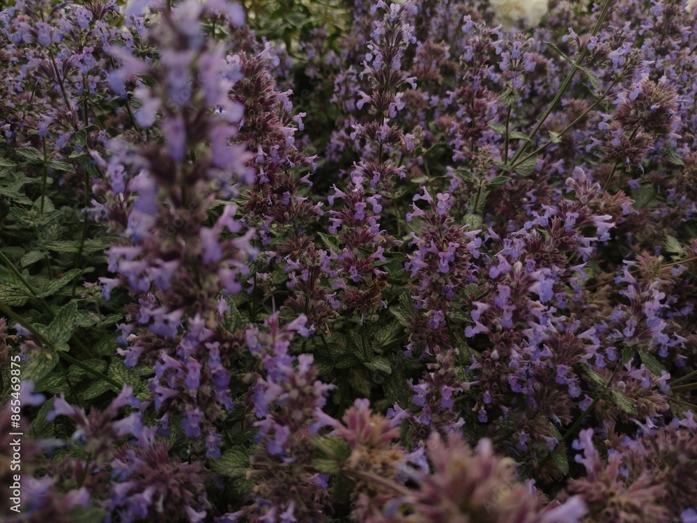 Blooming purple catnip flowers in a garden during summertime Blooming purple catnip flowers in a garden during summertime