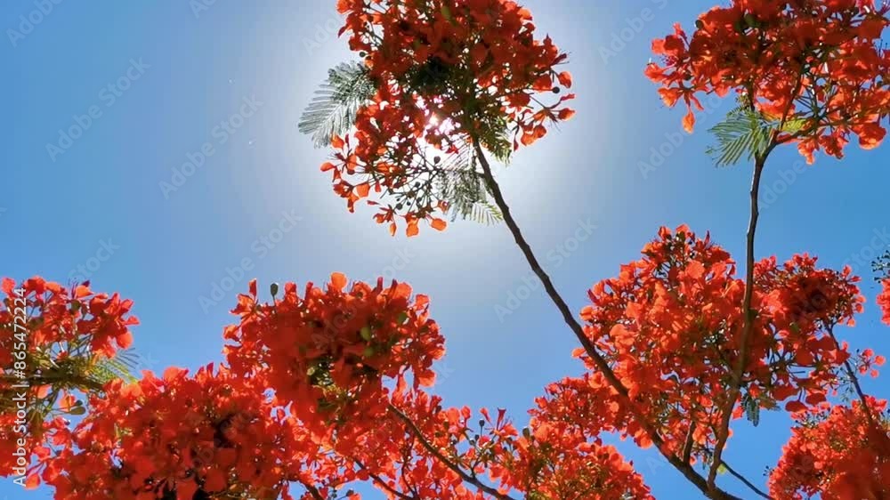 Beautiful tropical flame tree red flowers Flamboyant Delonix Regia Mexico. Beautiful tropical flame tree red flowers Flamboyant Delonix Regia Mexico.