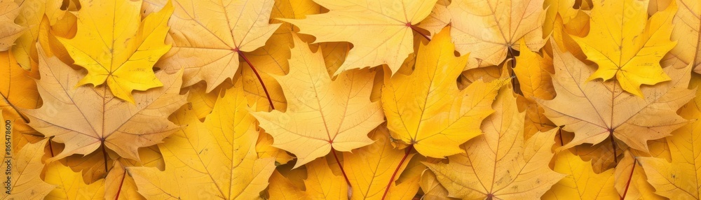 Golden maple leaves in autumn, gold, seasonal and natural beauty Golden maple leaves in autumn, gold, seasonal and natural beauty