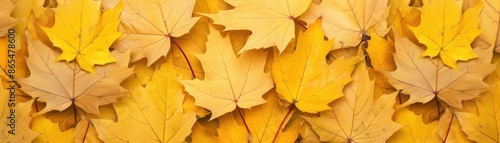 Wallpaper Mural Golden maple leaves in autumn, gold, seasonal and natural beauty Torontodigital.ca