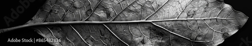 Voronoi pattern of a leaf photo