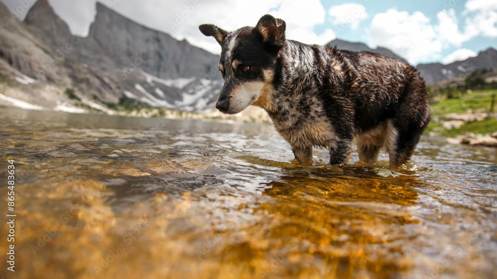 dog in the mountains