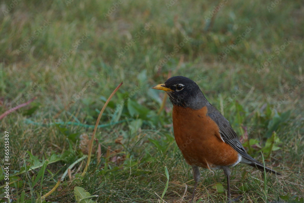 Close up of American Robin on grass Close up of American Robin on grass