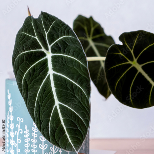 Alocasia black velvet leaf close up. Deciduous indoor plants on light background. Propagation and care of indoor plants. Hobby. Selective focus. Square