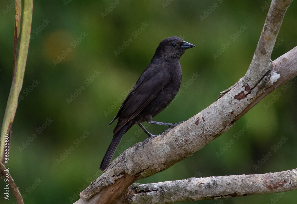 blackbird on a branch blackbird on a branch