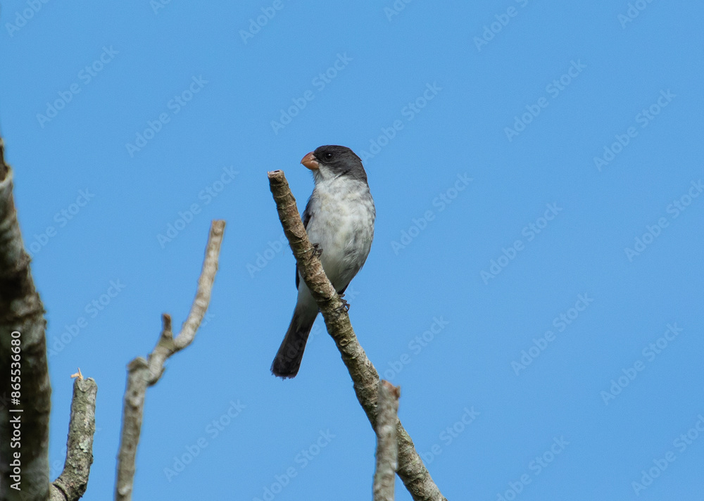 Fototapeta premium bird on a branch
