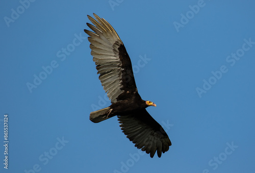 vulture in flight