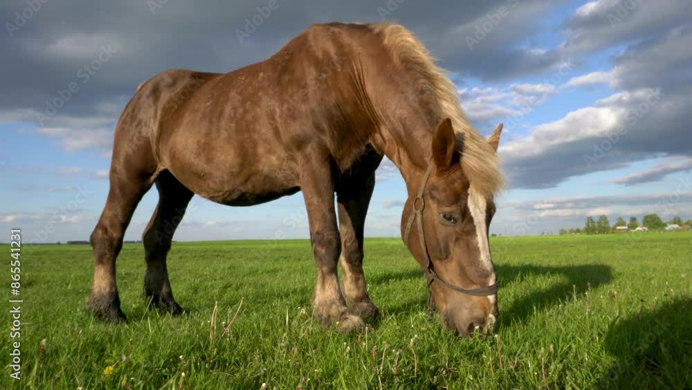 A brown horse is grazing in a field. The sky is cloudy and the grass is green. The horse is eating grass and looking to the right A brown horse is grazing in a field. The sky is cloudy and the grass is green. The horse is eating grass and looking to the right
