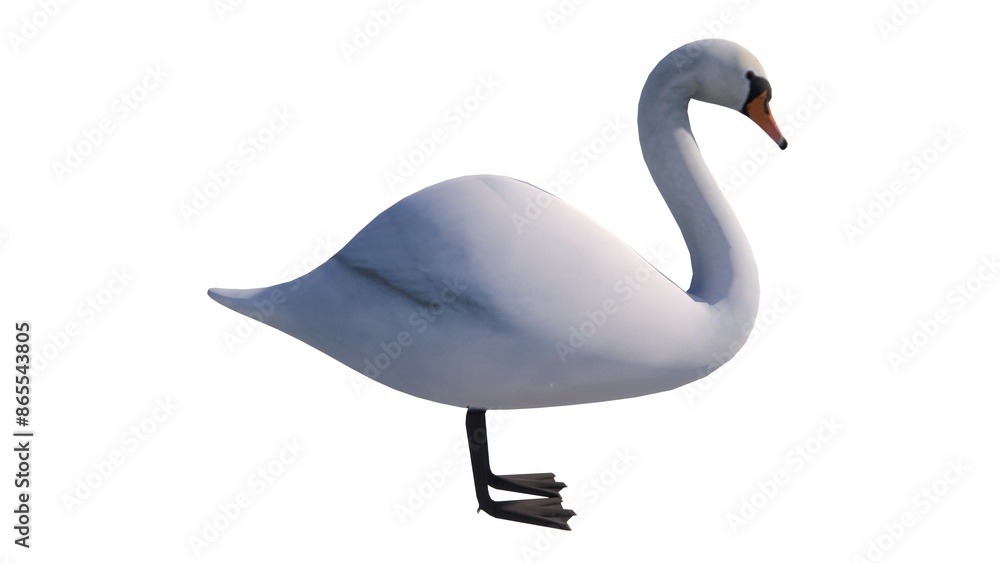 Fototapeta premium White background waterfowl illustration, feathered winged animal
